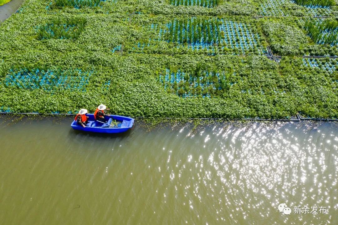 十年水环境治理新余再现水清鱼肥任鸟飞景象