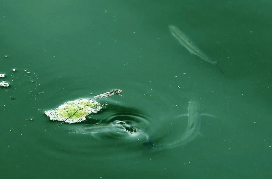天府新区春水沝淼17