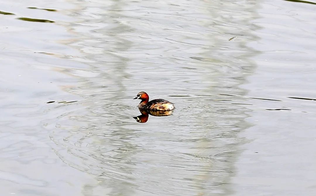 天府新区春水沝淼17