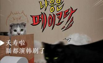 在这个综艺里，猫也开始演韩剧了