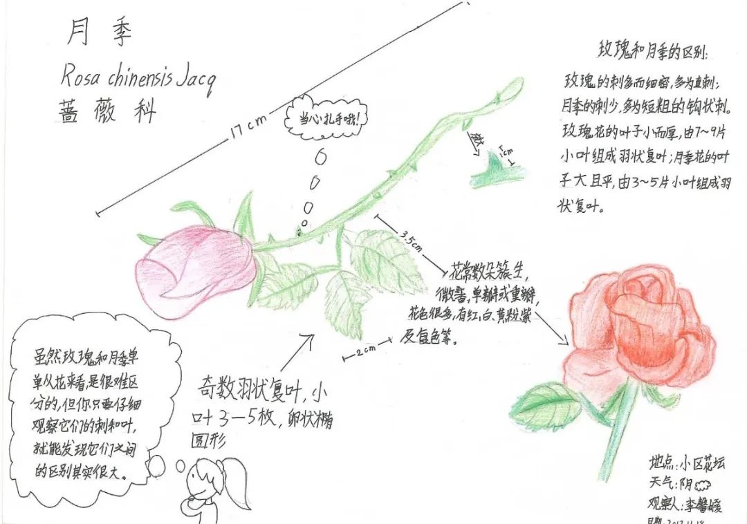 玫瑰花自然笔记漂亮图片