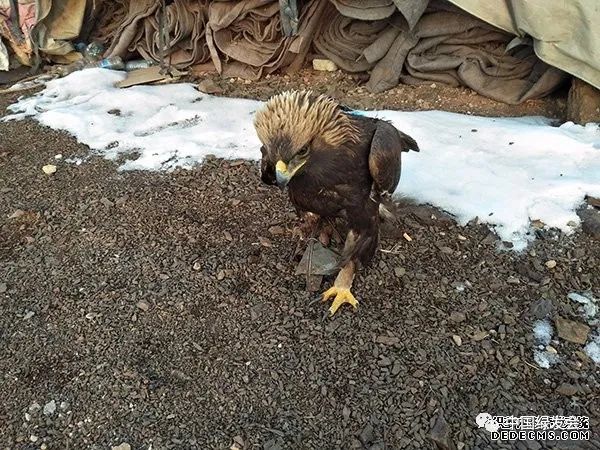 電捕魚器捕魚絕戶網地籠網圍網彈弓弓弩捕蛇工具捕獸籠毒餌粘鳥膠b