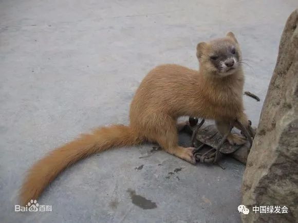 電捕魚器捕魚絕戶網地籠網圍網彈弓弓弩捕蛇工具捕獸籠毒餌粘鳥膠b