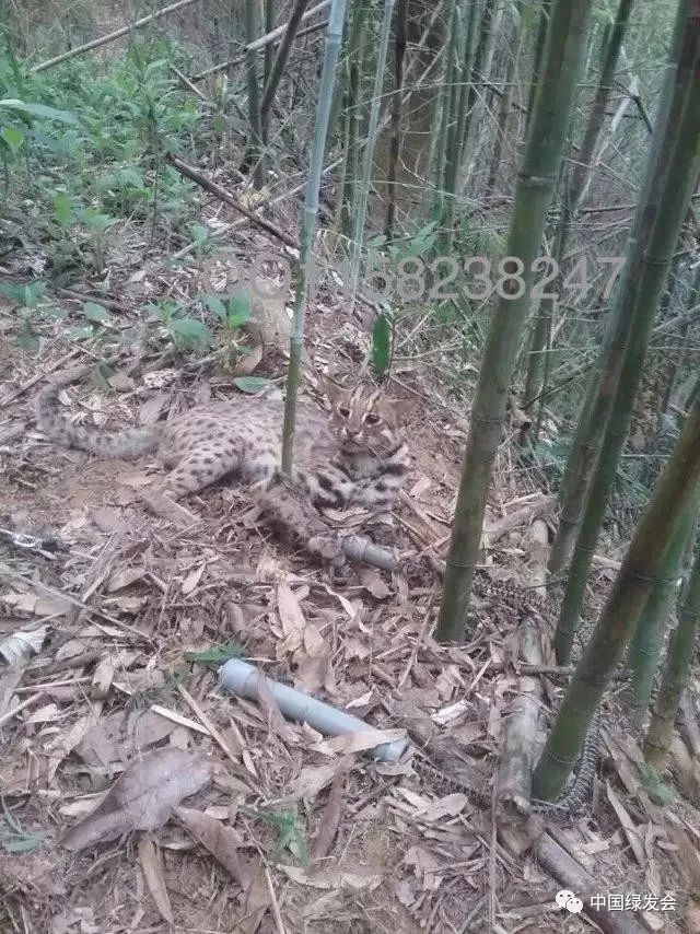 電捕魚器捕魚絕戶網地籠網圍網彈弓弓弩捕蛇工具捕獸籠毒餌粘鳥膠b