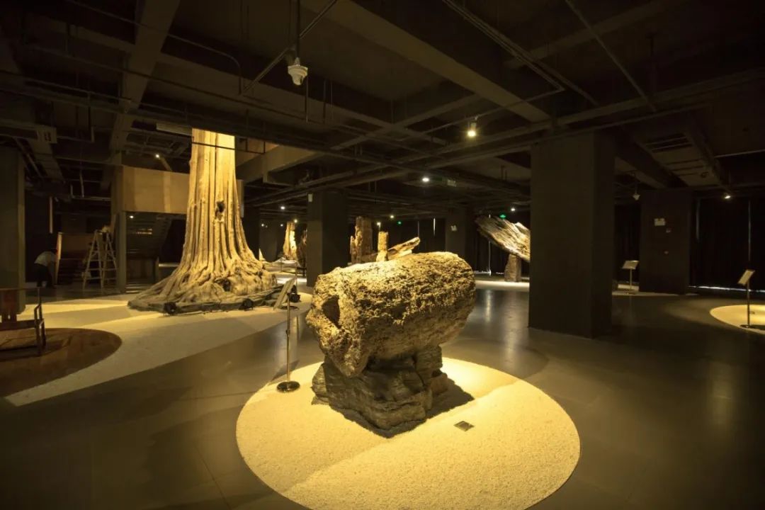 云游宝山来上海木文化博物馆观奇珍异木赏名家大作