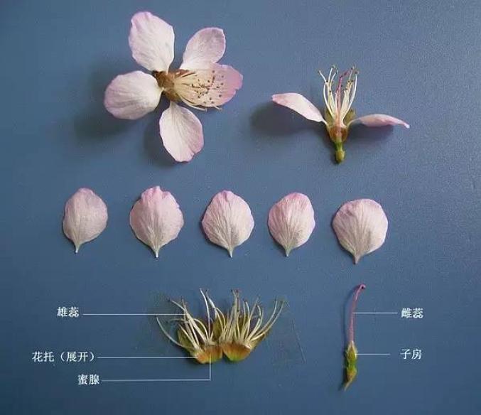 桃花的花柄图片