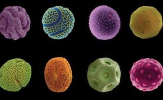 种子花粉都这么好看？显微摄影了解一下