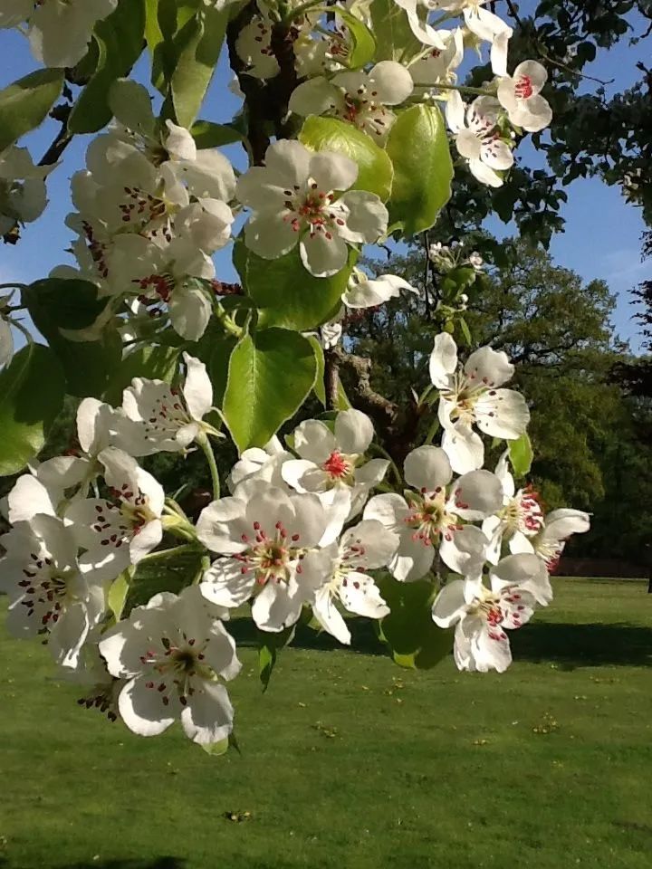 海上花语之四十三梨花忽如一夜春风来