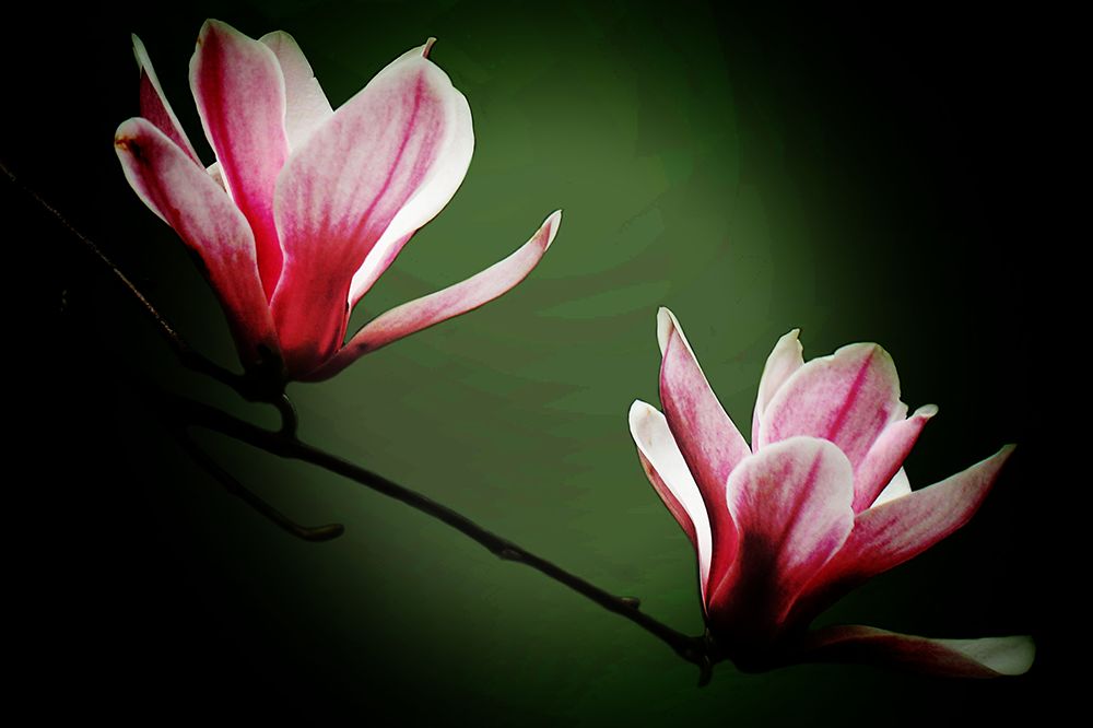 摄影作品:《微微笑》摄影作品:《欣荣》摄影作品:《花之蕊》春暖花开