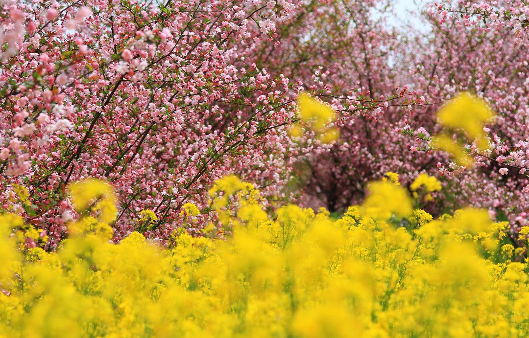 百花齐放图片春满园图片