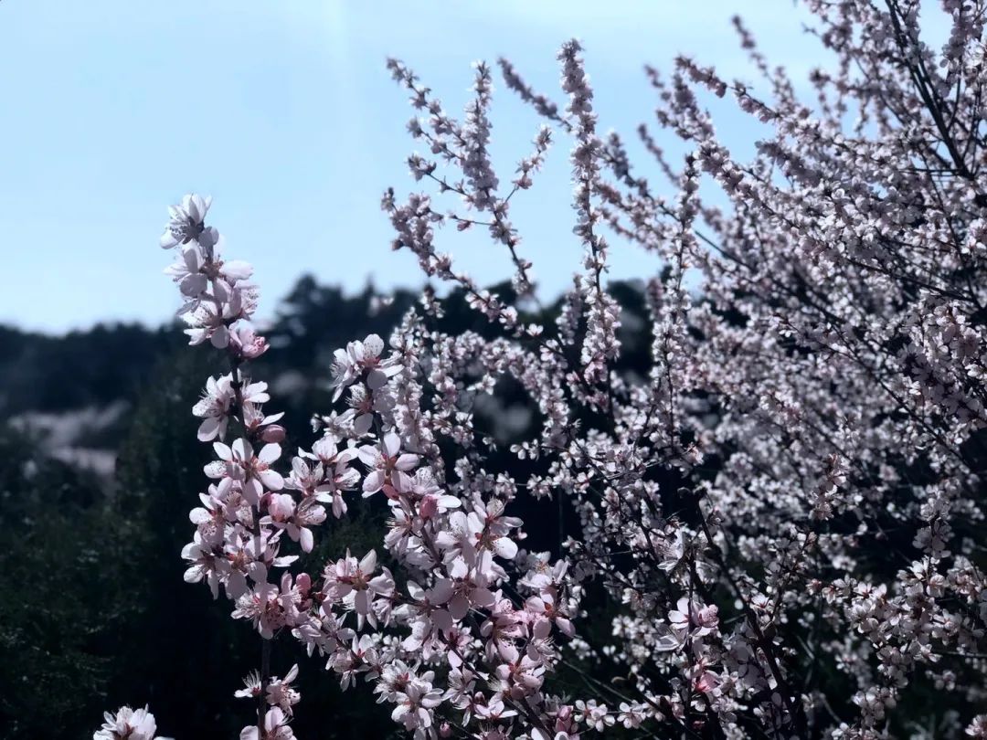 话说黄龙 三月三烂柯山桃花洞中出神仙 政务 澎湃新闻 The Paper