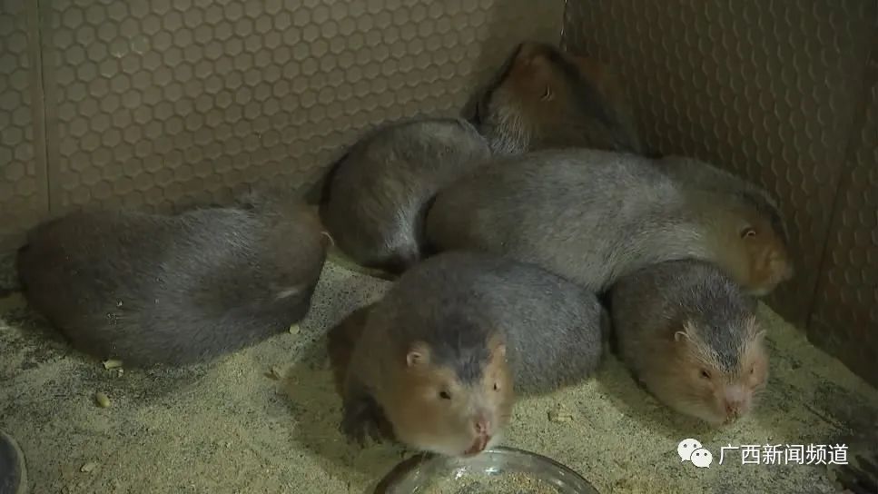 如果竹鼠明确被“禁养”、“禁食”,养殖户怎么办?