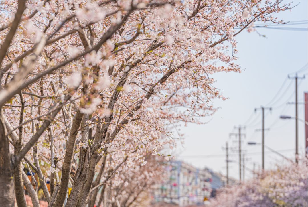 媲美顾村公园!宝山这条"最美樱花路",在你家门口吗?