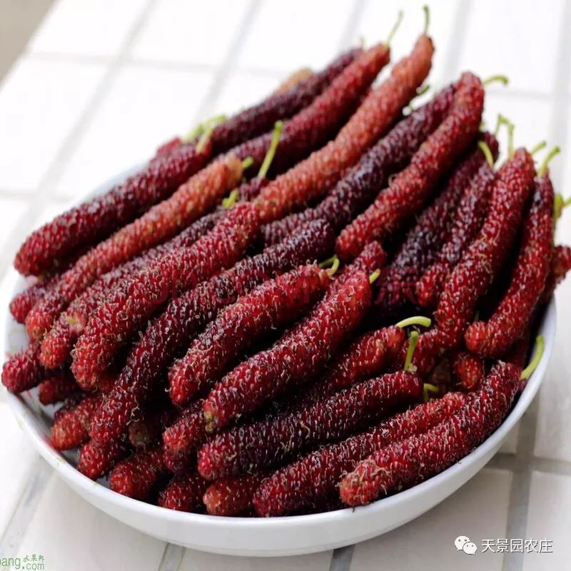 巾帼农创销万户|巾帼农创线上集市:羽齐主题桑葚园