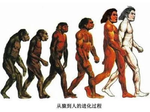 人类进化史图片及说明图片