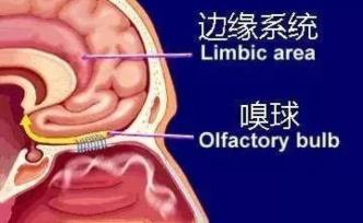 嗅觉减退也是感染COVID-19的表现？