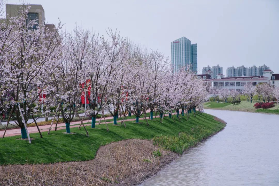 樱花沿河绽放 华东师大赏花直播18 7万人隔空看校园 政务 澎湃新闻 The Paper 樱花沿河绽放 华东师大赏花直播18 7万人隔空看校园 政务 澎湃新闻 The Paper