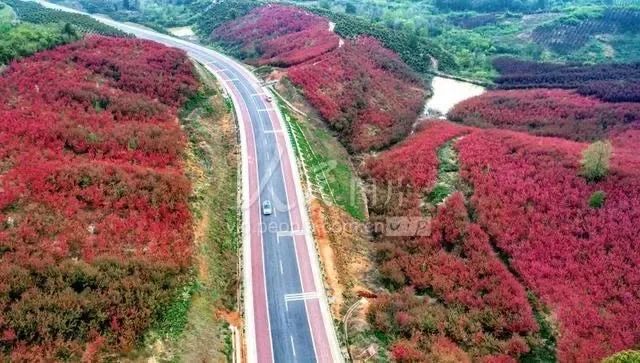 千亩海棠花竞相绽放,省道s221穿境而过,一簇簇如霞似火的花海与郁郁