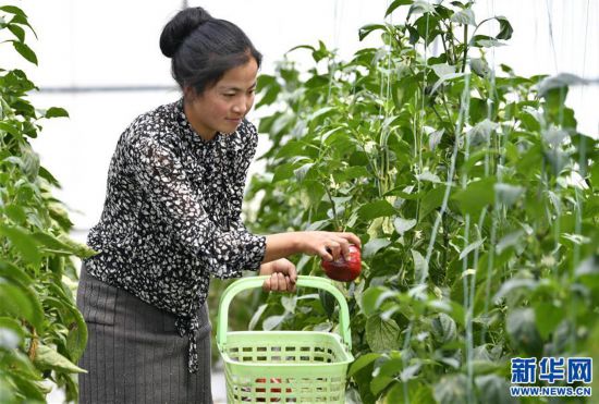 西藏林芝：蔬菜种植鼓起百姓“钱袋子”
