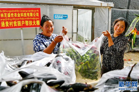 西藏林芝：蔬菜种植鼓起百姓“钱袋子”