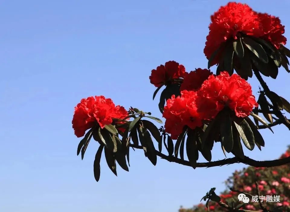 贵州毕节百里杜鹃花正开五大利好等你来