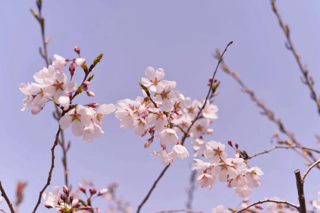 "濮大"樱花正开时.