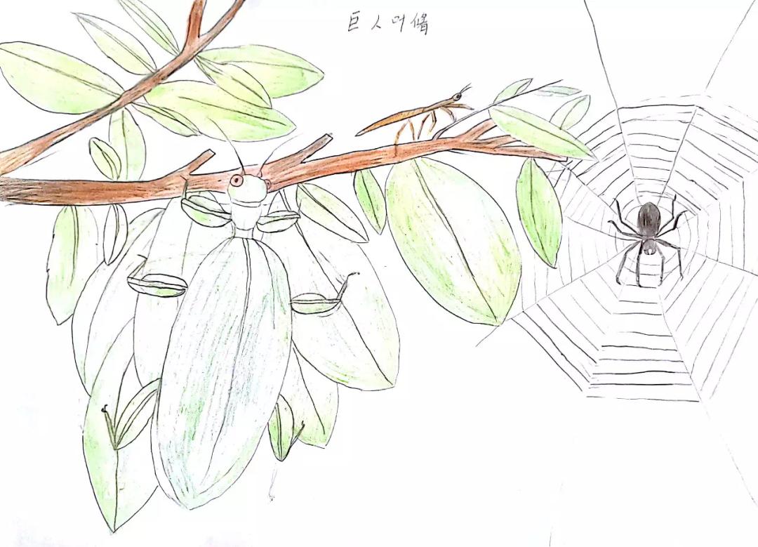 作为法布尔《昆虫记》的铁粉,宅家30多天,每天要画天牛,瓢虫,枯叶蝶等