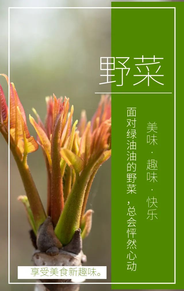 这儿有一份春日野菜说明指南送给你 湃客 澎湃新闻 The Paper