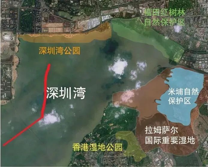 游轮开进深圳湾红树林还是谨慎点好