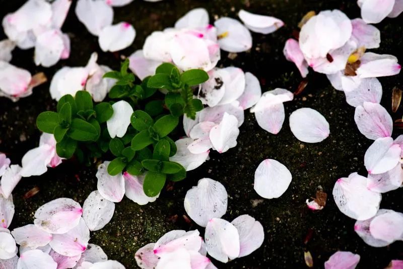每当我想念你时 花瓣便铺满了珞珈 枝头繁花锦簇 树下闲庭落花 风起