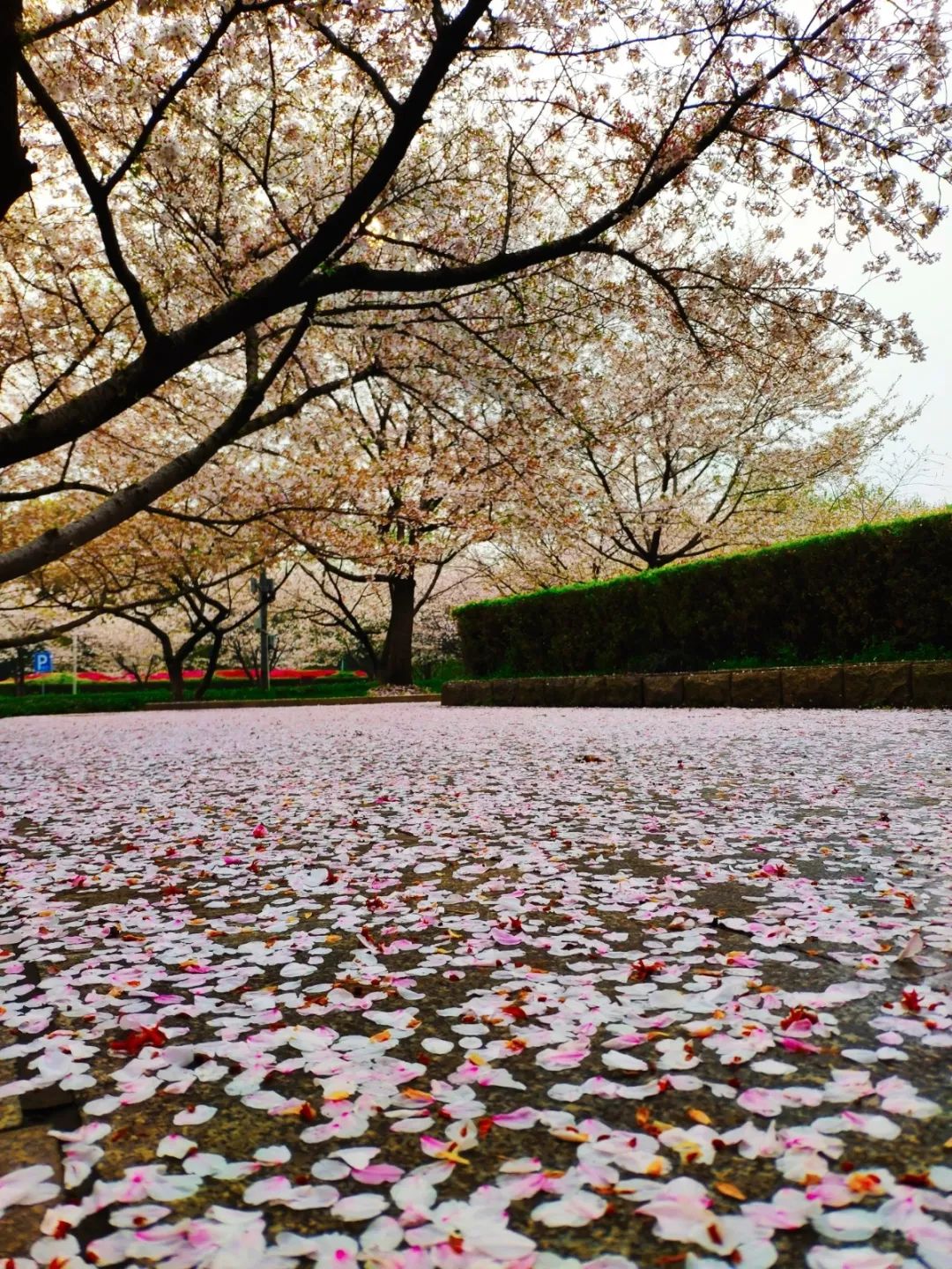 的春雨就这样乘着浩荡的晚风樱瓣灿烂似朝颜,沉静若春水落樱梦归珈,梦