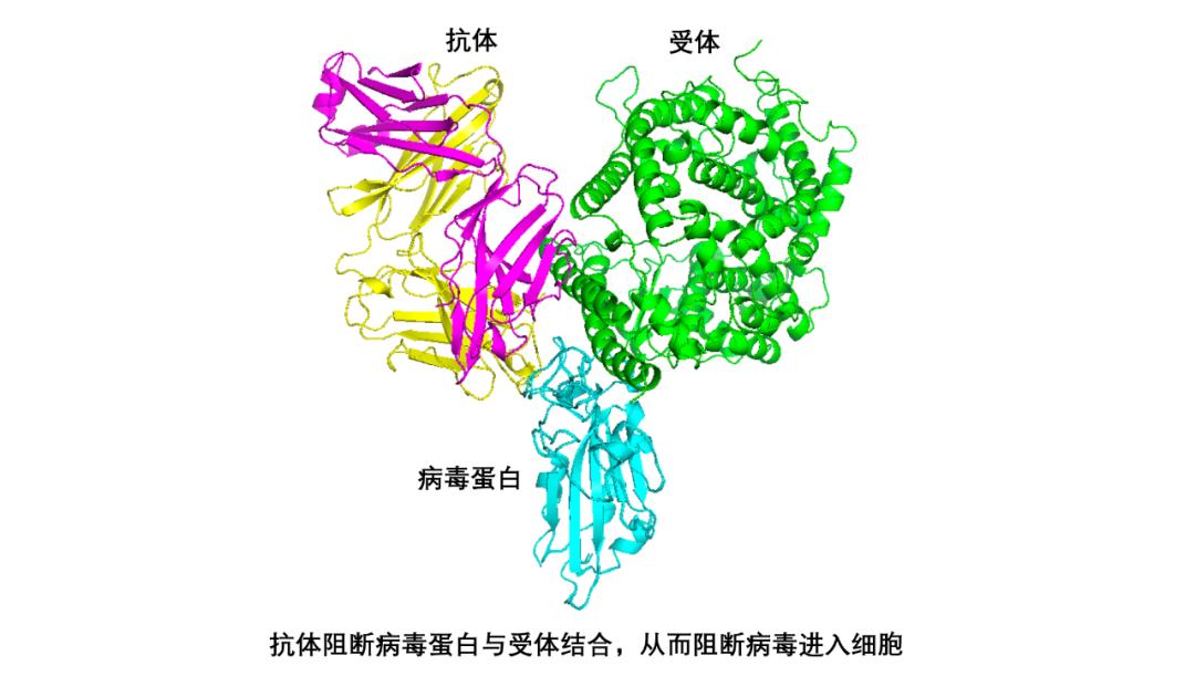 成功分离高效抗新冠病毒抗体清华大学与深圳三院发布最新合作成果