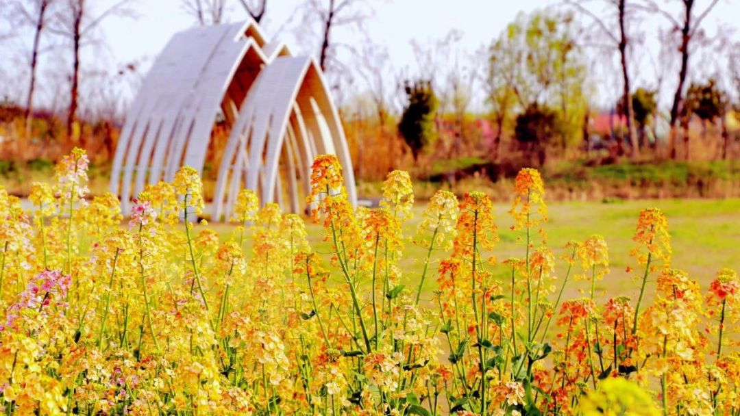 美到刷屏南京这片彩色油菜花海大有看头
