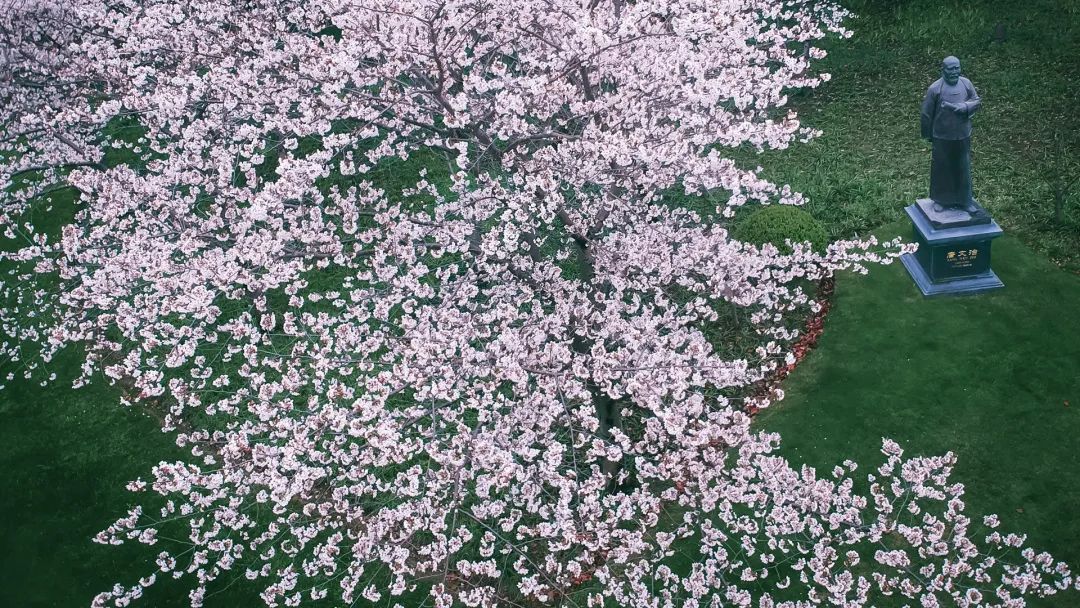 "桃李不言,下自成蹊"樱木花道"樱桃千万枝,照耀如雪天.