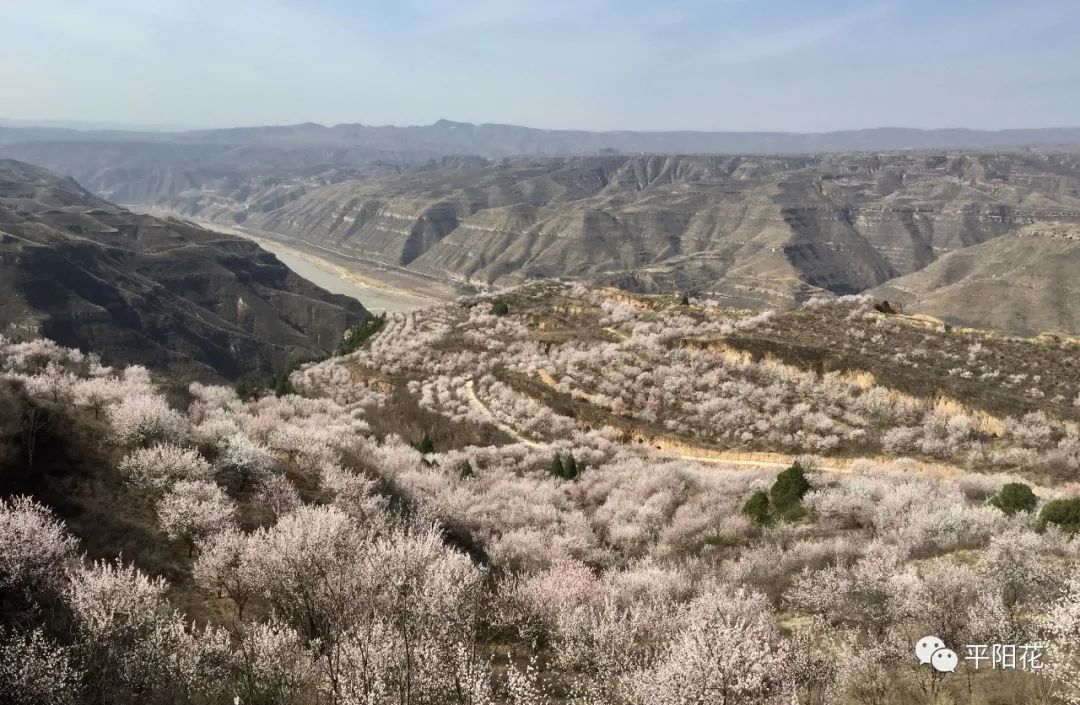 山西吉县黄土高坡杏花开