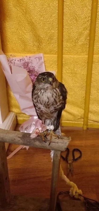 买只鹰当宠物结果