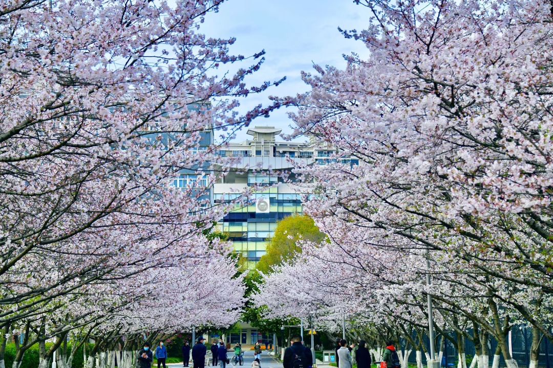 想要和同济樱花合影我们帮你实现