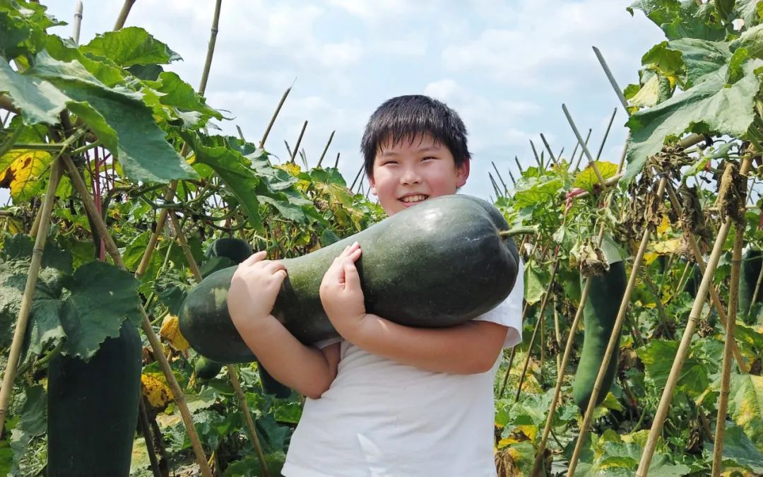 冬瓜中含有维生素c以及亚油酸,油酸,不饱和脂肪酸等多种营养物质,可谓