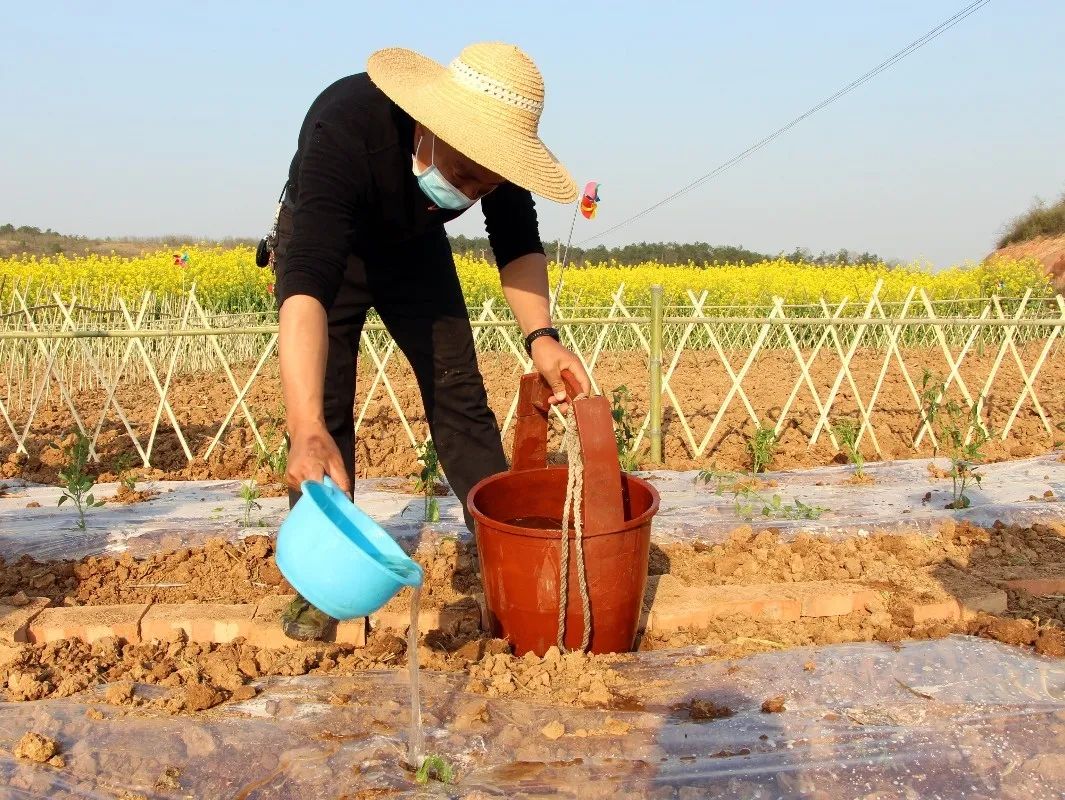 礼包大放送快来领取你的专属小菜园哟