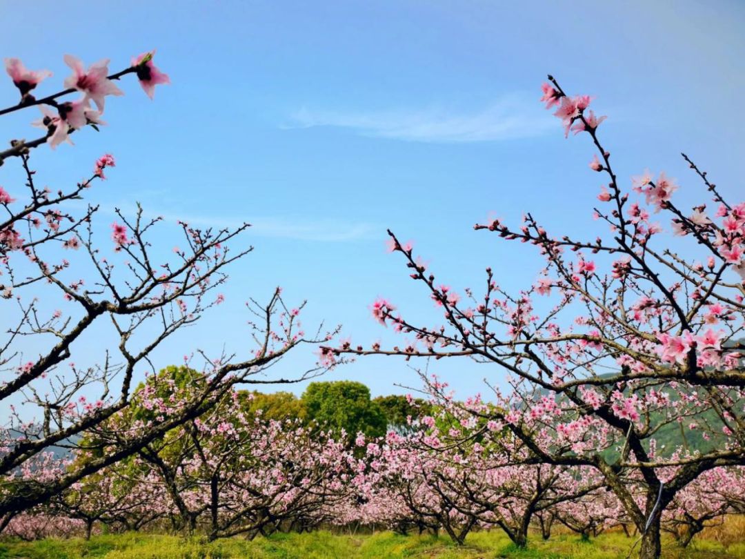 桃花夭夭02灼灼其华十里桃林待君来