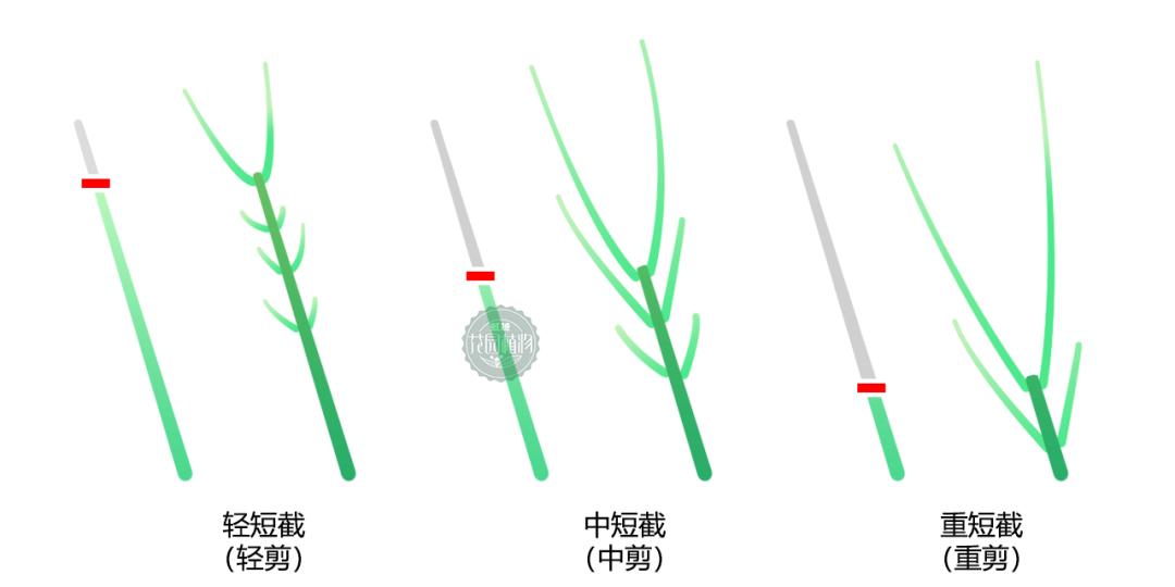 虹越小讲堂红枫美不美整形修剪很重要