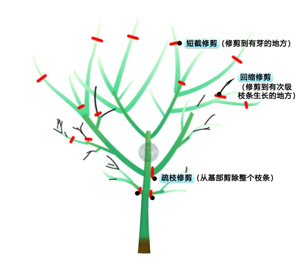 徒长枝示意图图片