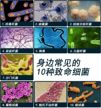 20种常见微生物图片