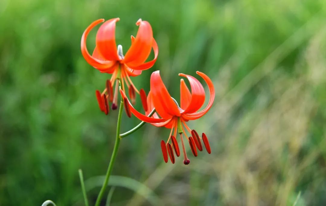 共赴好春光今天起我们征集与春天有关的一切