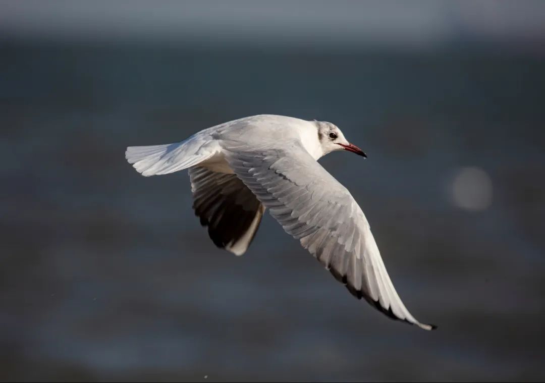 春天,来秦皇岛看万鸟飞翔