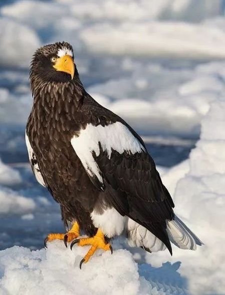 极为罕见黑龙江兴凯湖拍到虎头海雕