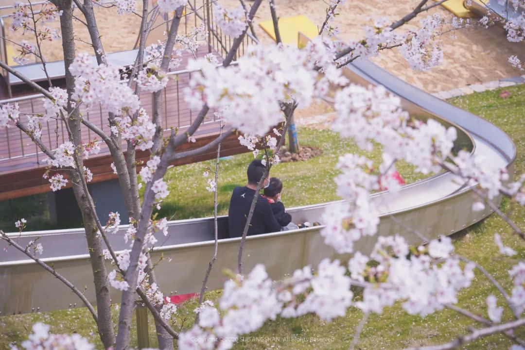 櫻花樂園上線櫻花滑梯露營野餐等你來嗨