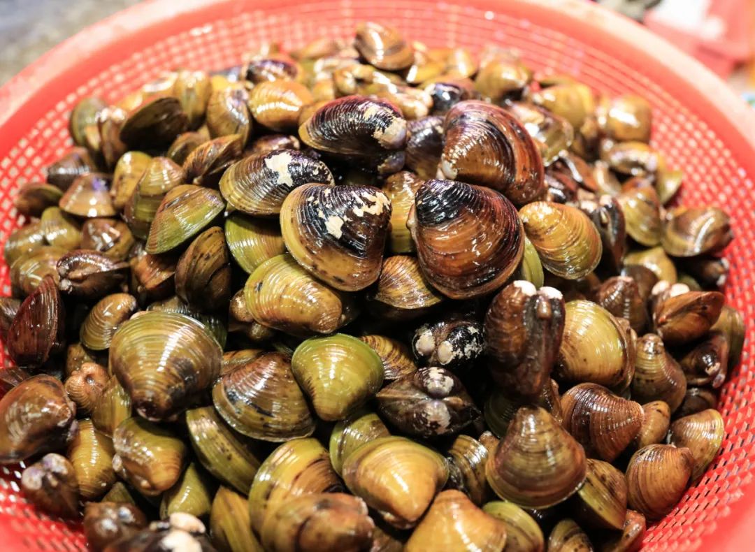 去年,莲洲镇获评"中国黄沙蚬之乡".2020-03-29 20:54