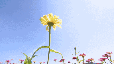 蓝天白云鲜花动态图片图片