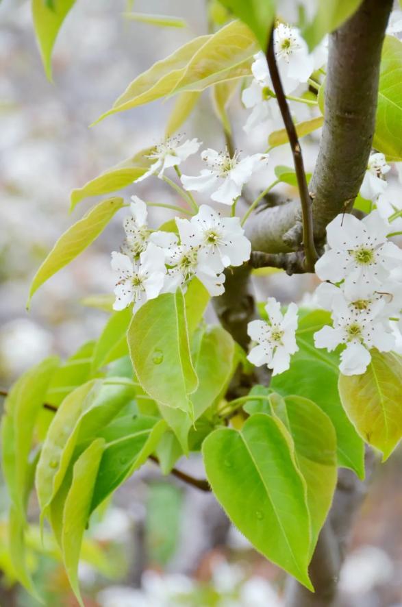 百里洲万亩梨花盛开约吗